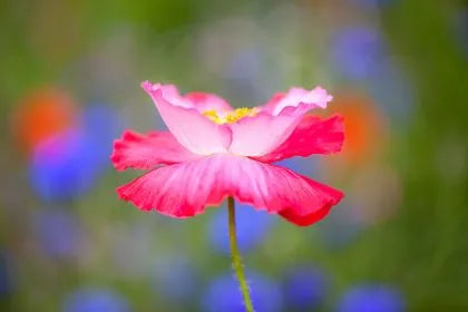 The Amazing Beauty Of Flowers