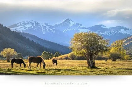 Beautiful Horse Wall Art