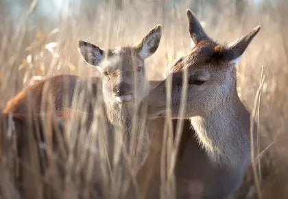 The beauty of wildlife animals