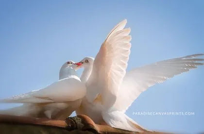 Kissing Doves