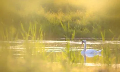 The Beauty Of A Swan