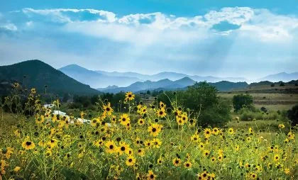 Surround yourself with soothing art from nature