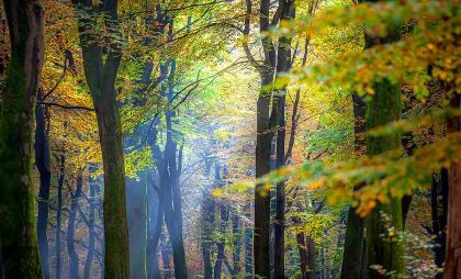 How Nature Wall Art Can Improve Your Mental Well-Being