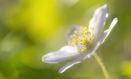 The Healing Power of Flower Art