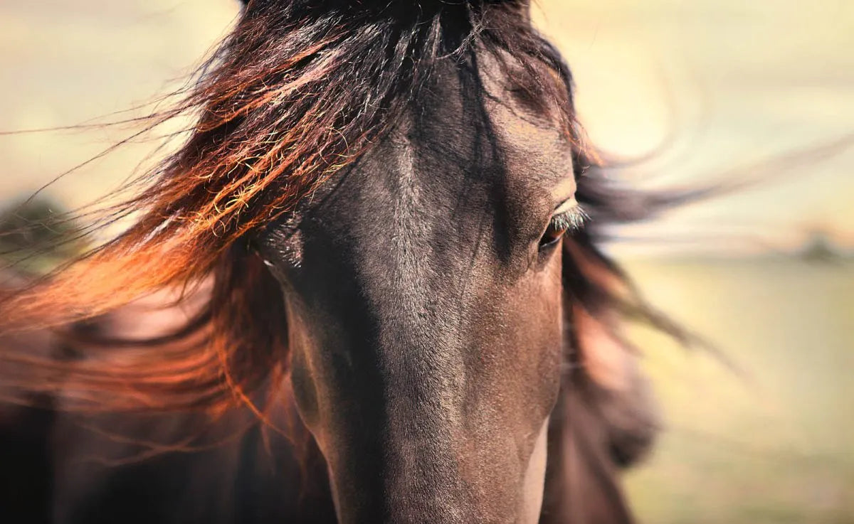 Horse Prints On Canvas