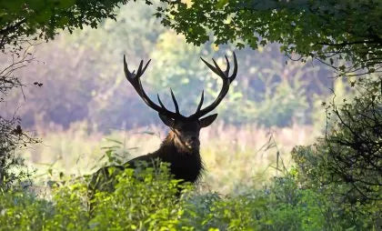 Wildlife Wall Art