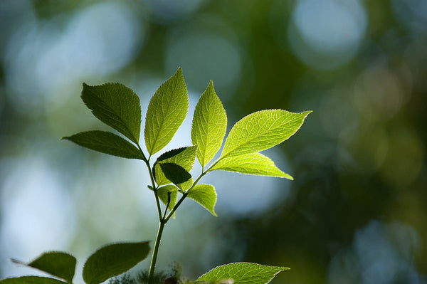 Sunlit Green Leaves Wall Art Print – Nature Botanical Photography