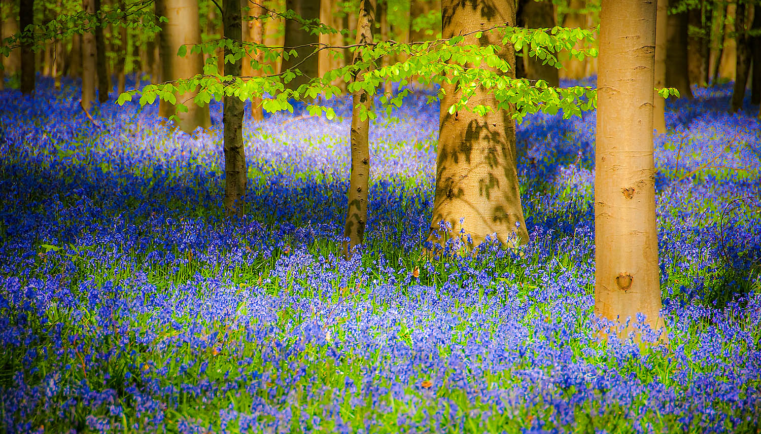 Bluebell Forest Wall Art – Sunlit Woodland Spring Nature Photography