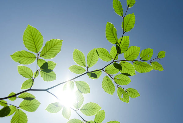 Sunlit Green Leaves Wall Art – Minimal Nature Branch Against Blue Sky