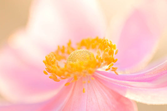 Dreamy pink flower canvas wall art with soft pastel petals and a glowing golden center, perfect for elegant bedroom wall decor and botanical interiors.
