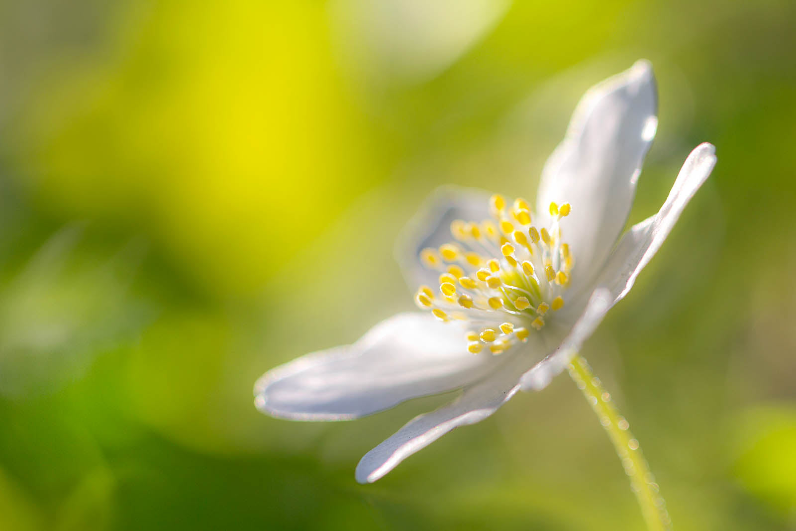 Soft White Wildflower Macro – Minimalist Botanical Wall Art Print
