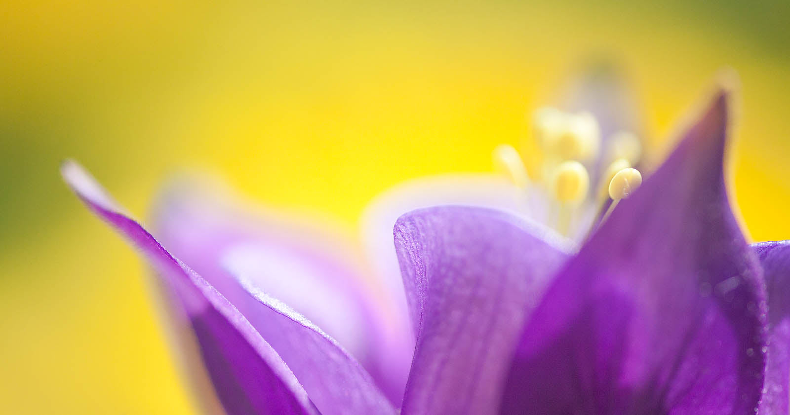 Radiant Purple Bloom Macro Wall Art – Soft Floral Abstract Nature Photography Print