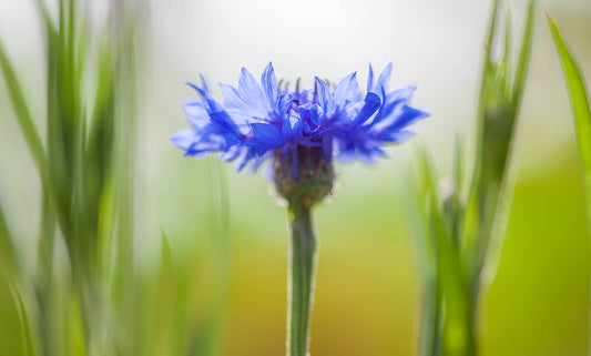 Blue Cornflower Serenity Wall Art – Dreamy Botanical Fine Art Print