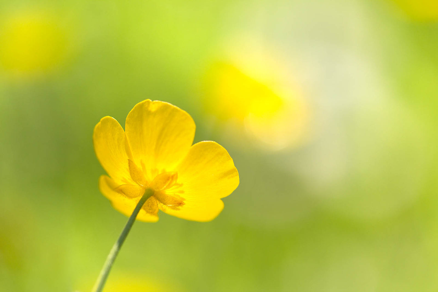 Golden Buttercup Glow Wall Art – Minimalist Yellow Flower Macro Nature Print