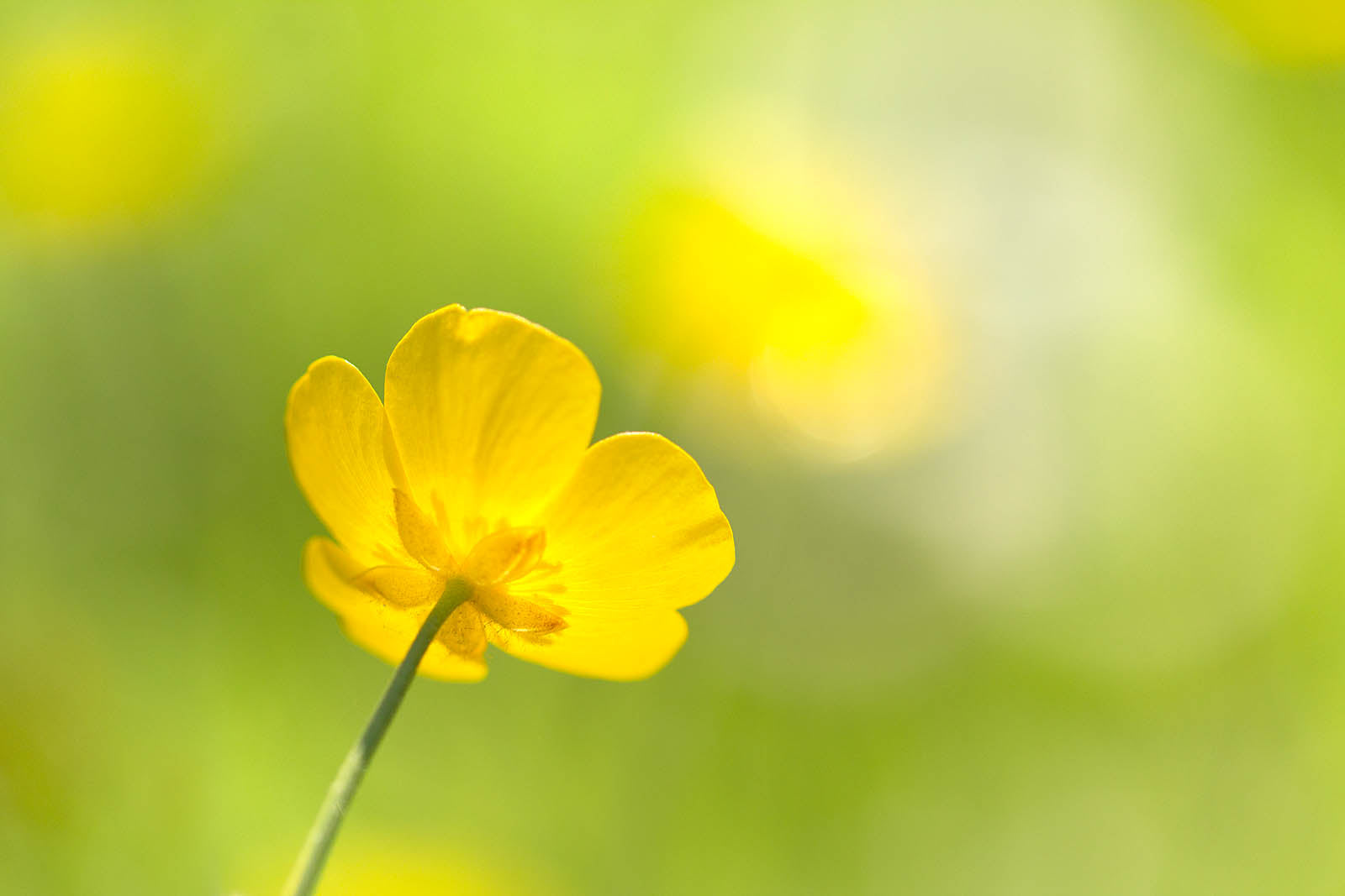 Golden Buttercup Glow Wall Art – Minimalist Yellow Flower Macro Nature Print