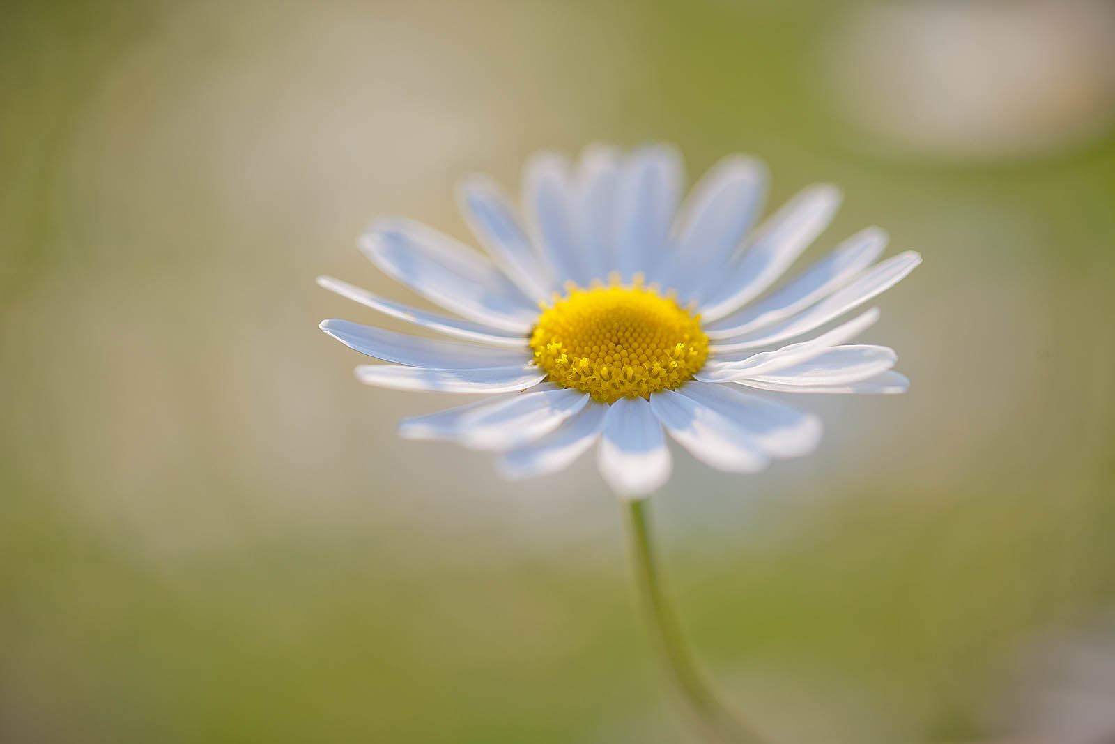 Soft White Daisy Wall Art – Minimalist Floral Macro Nature Print