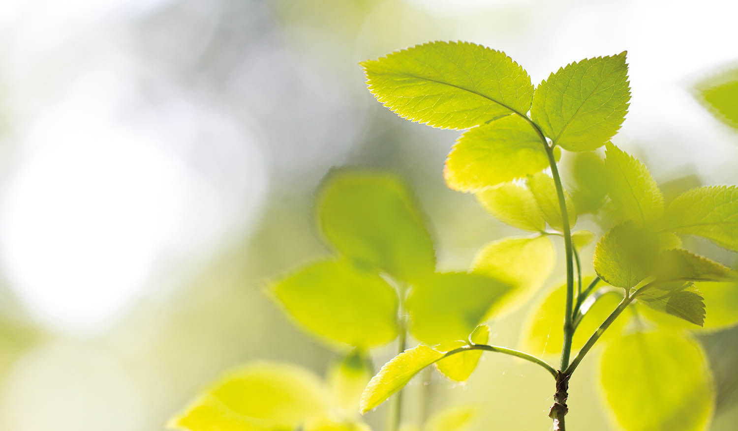 Soft Sunlit Leaves Wall Art Print – Minimalist Botanical Nature Photography