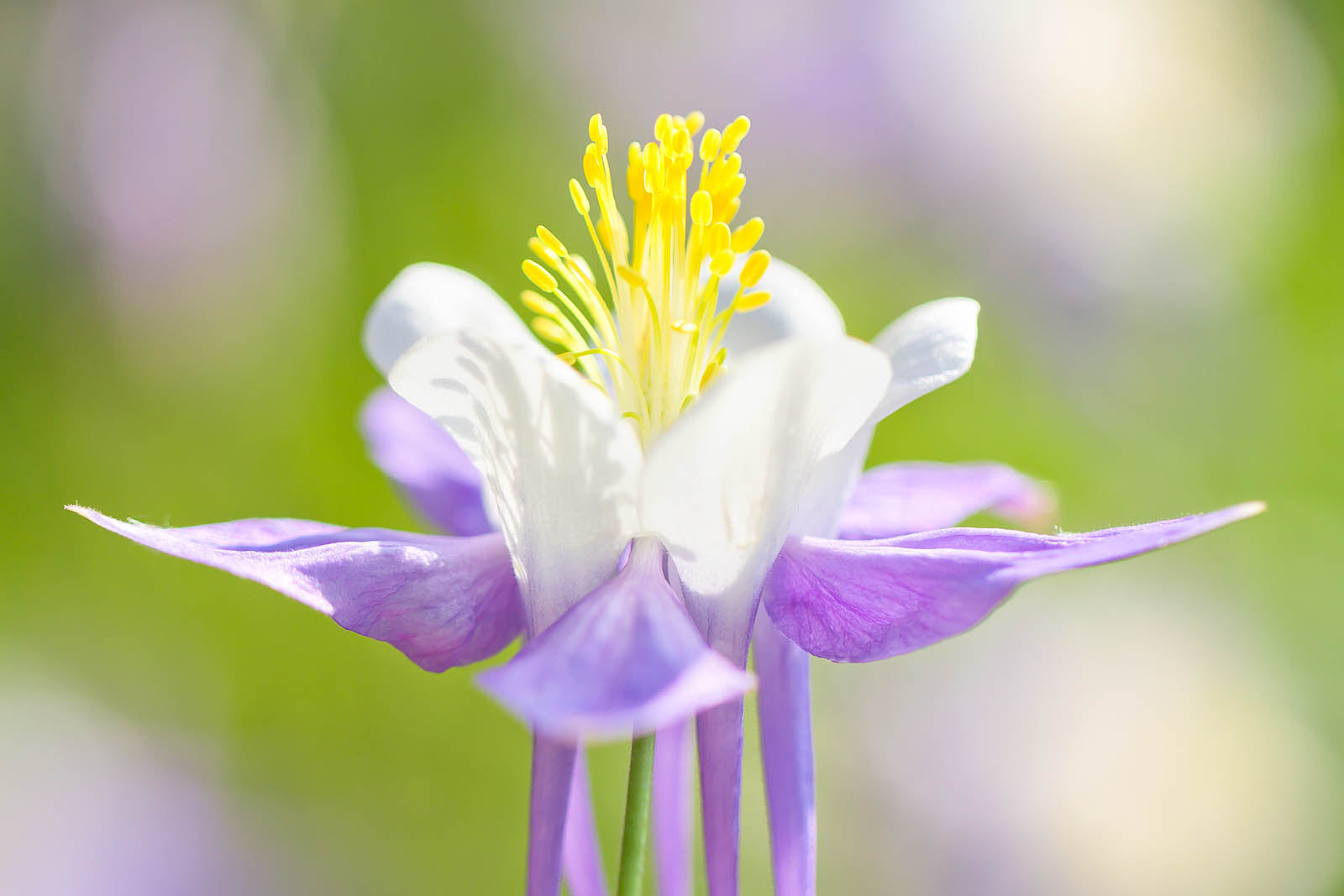 Delicate Purple Columbine Wall Art – Soft Floral Macro Nature Print
