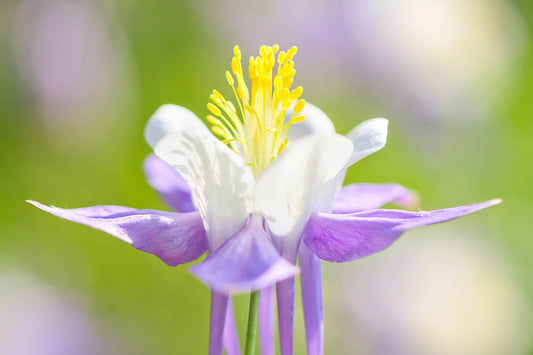 Delicate Purple Columbine Wall Art – Soft Floral Macro Nature Print