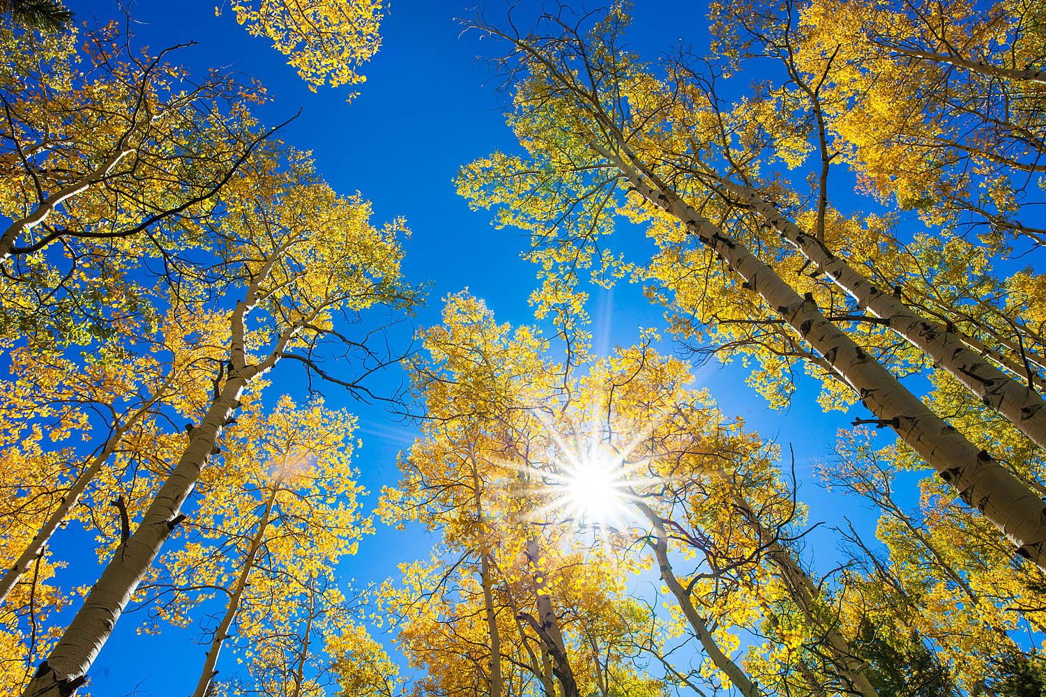 Golden Aspen Canopy Wall Art – Sunburst Autumn Forest Nature Photography