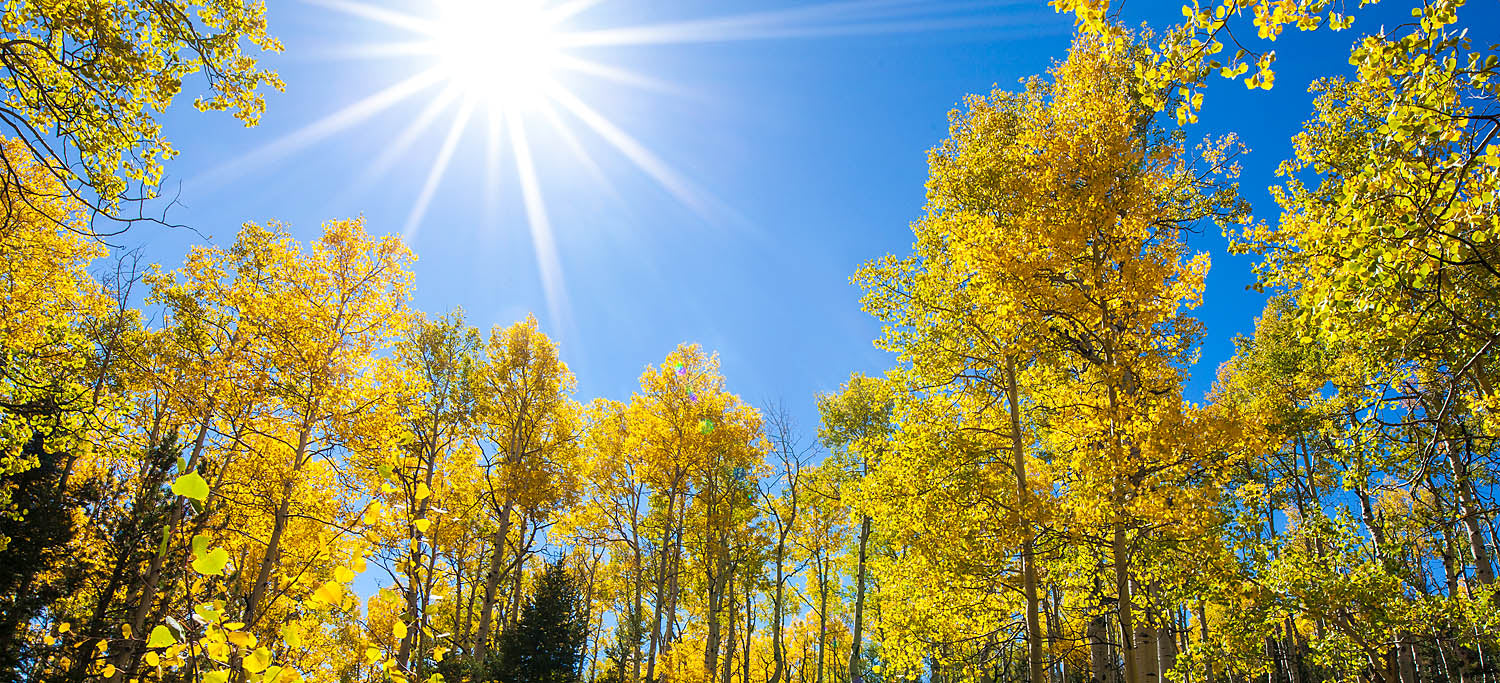 Golden Autumn Forest Wall Art – Sunlit Aspen Trees Under Blue Sky