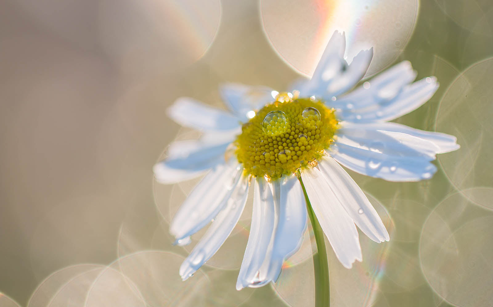 Radiant Dewdrop Daisy Wall Art – Soft Macro Floral Nature Print