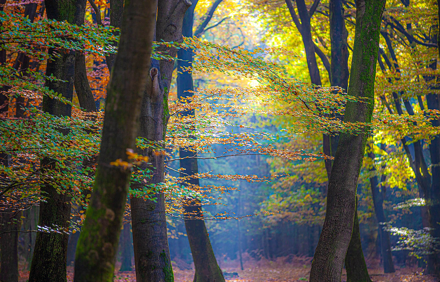 Sunlit Autumn Forest Wall Art – Golden Woodland Light Nature Photography
