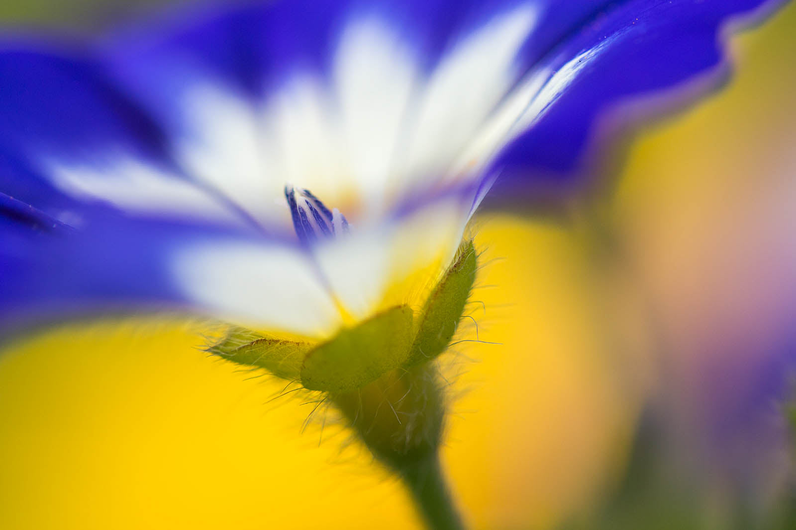 Vivid Blue & Gold Wildflower Macro Wall Art – Dreamy Floral Fine Art Print