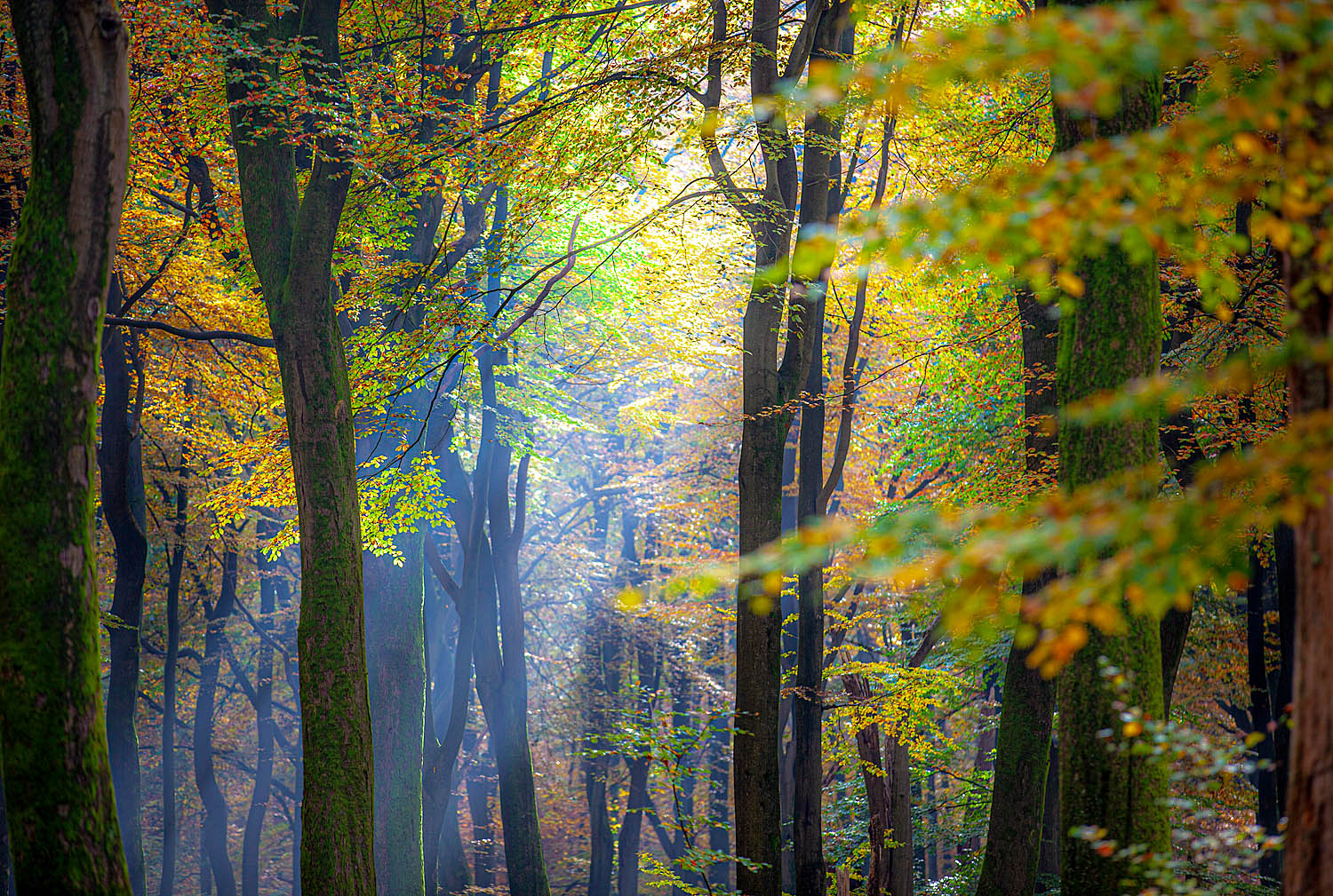 Autumn Light Forest Wall Art – Sunbeams Through Colorful Woodland Trees