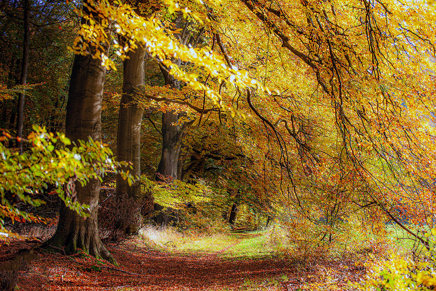Golden Woodland Path Wall Art – Autumn Forest Trail Nature Photography