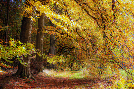 Golden Woodland Path Wall Art – Autumn Forest Trail Nature Photography