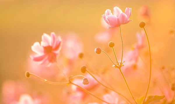 Golden Blush Wildflowers Wall Art – Soft Sunrise Botanical Fine Art Print