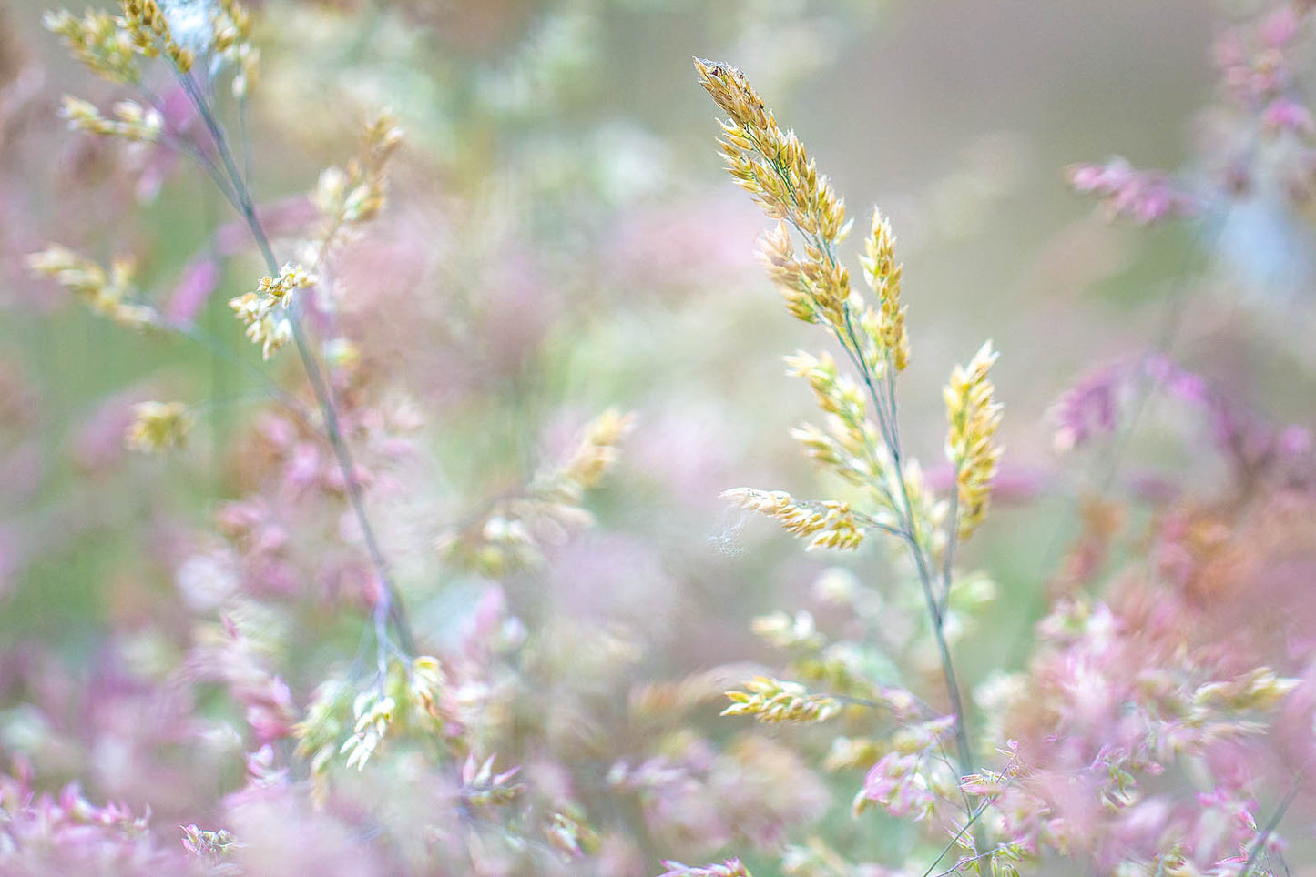 Soft Pastel Wildflower Meadow Wall Art – Dreamy Botanical Nature Print