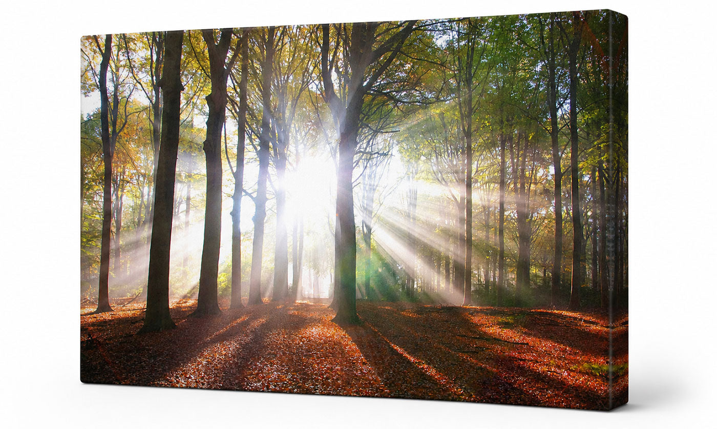 Magical Sunlight Forest Canvas Wall Art