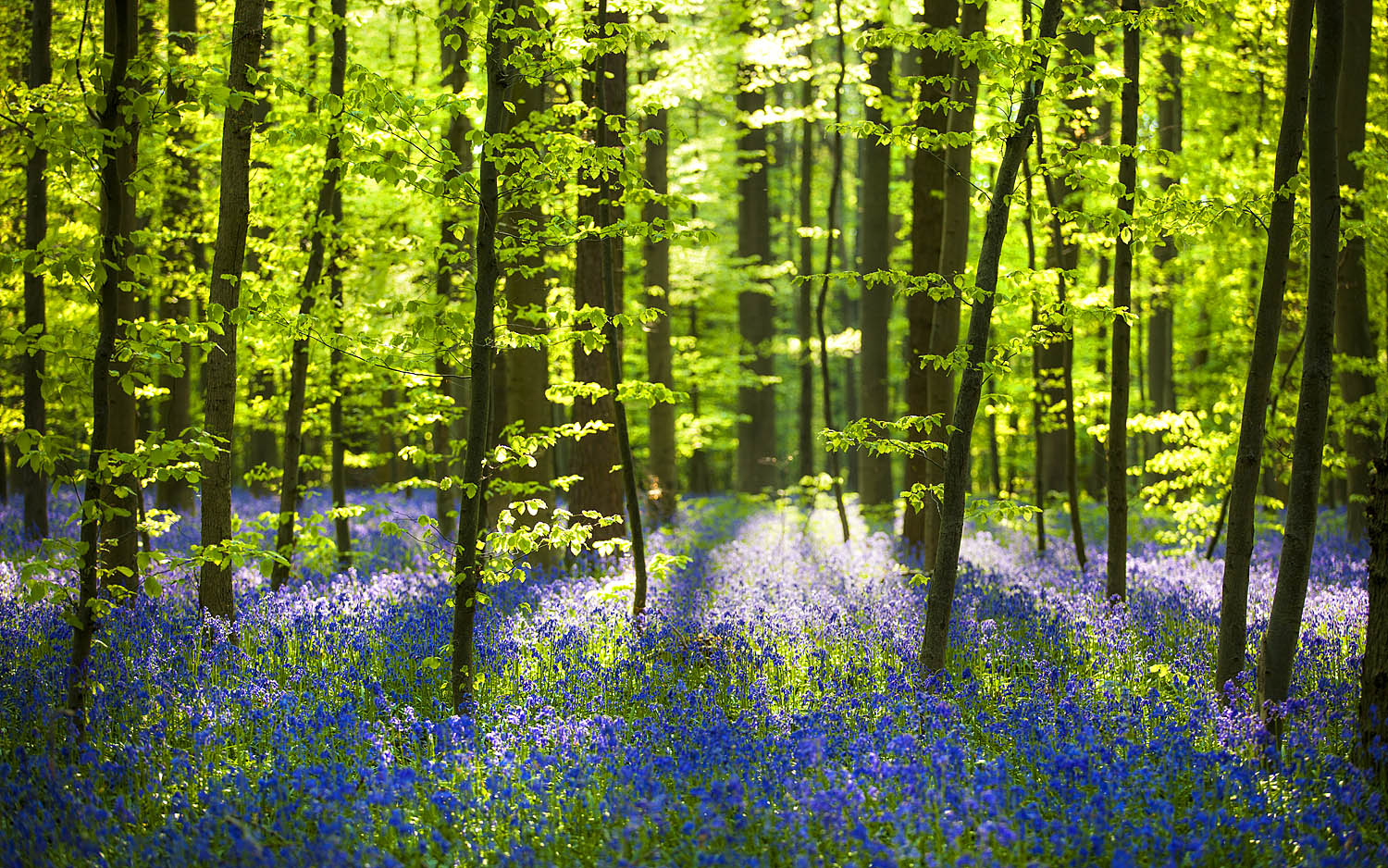 Sunlit Forest Canvas Wall Art with Blue Wildflowers