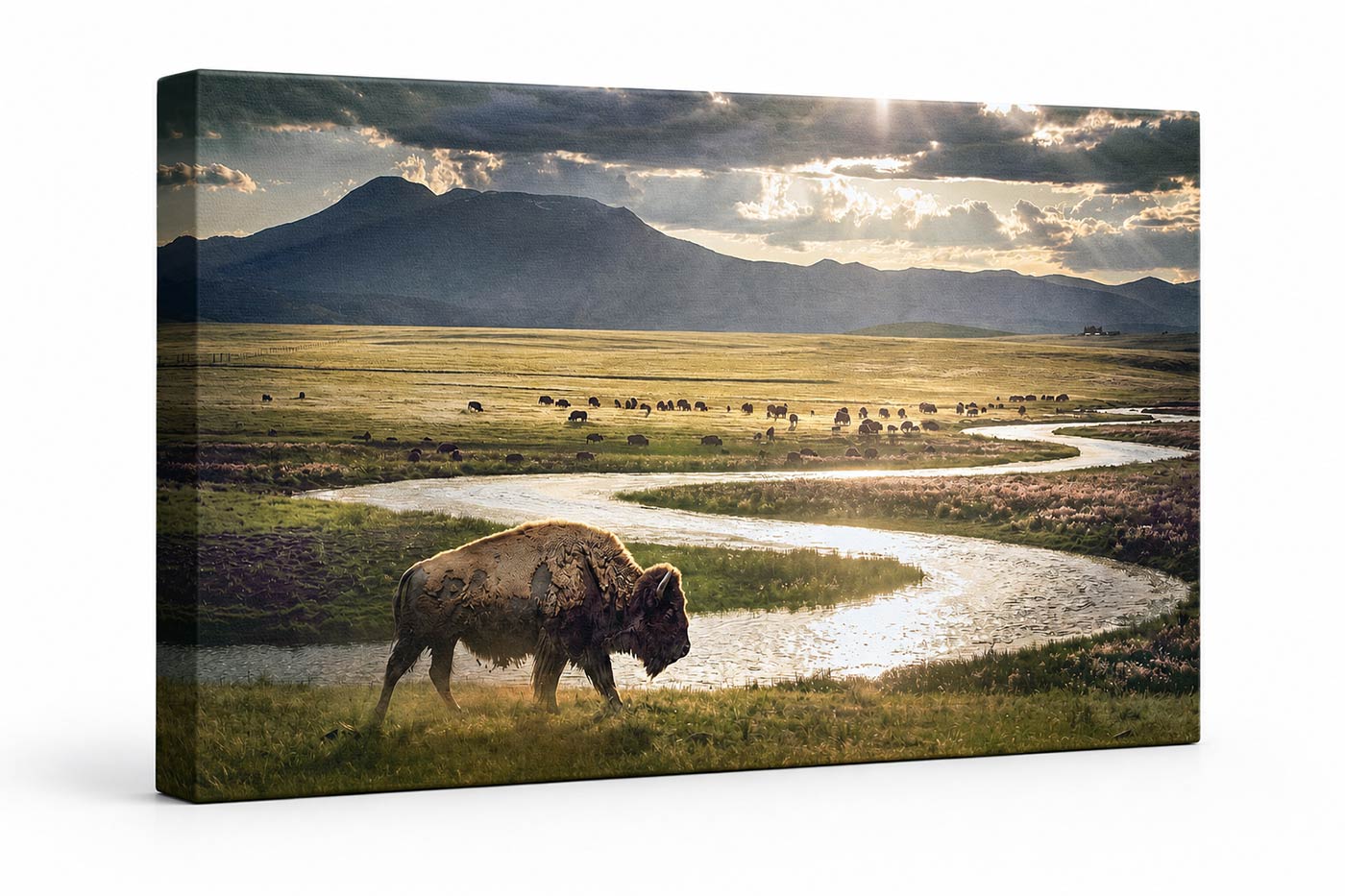 American Buffalo Wall Art – Western Prairie Canvas Print