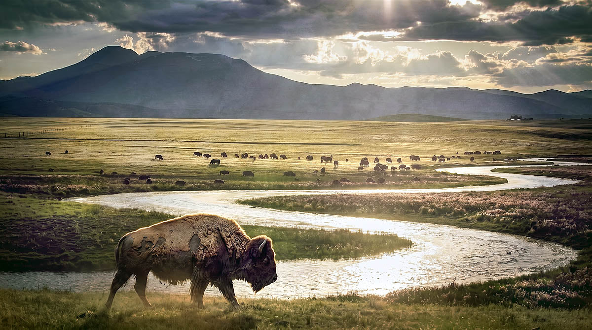 American Buffalo Wall Art showing a buffalo beside a winding river on a golden mountain prairie with a distant herd