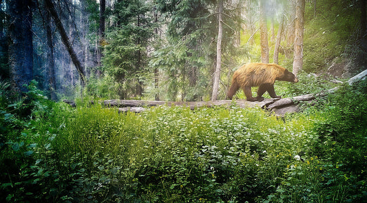 Bear Forest Canvas Print – Rustic Cabin Wall Art