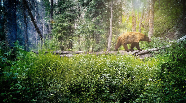 Bear Forest Canvas Print – Rustic Cabin Wall Art