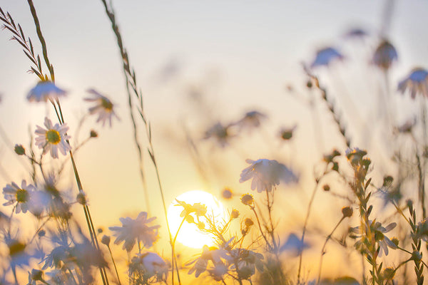 Golden Wildflower Sunset – Soft Floral Meadow Wall Art Print