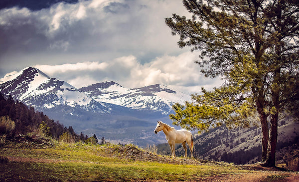 White Horse Overlooking Snow-Capped Mountains Wall Art – Serene Alpine Landscape
