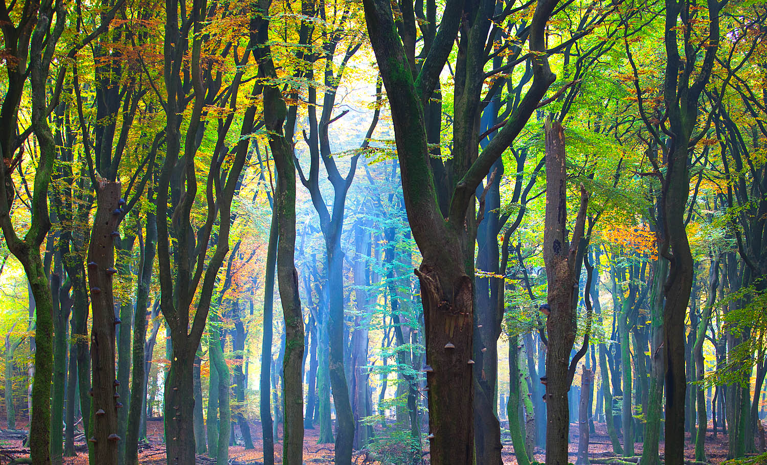 Sunlit Forest Wall Art Print – Serene Woodland Nature Photography