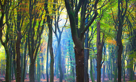 Sunlit Forest Wall Art Print – Serene Woodland Nature Photography