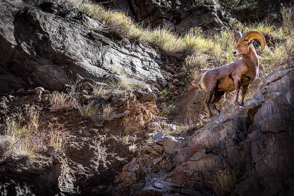 Bighorn Sheep Canvas Print – Rocky Mountain Wall Art
