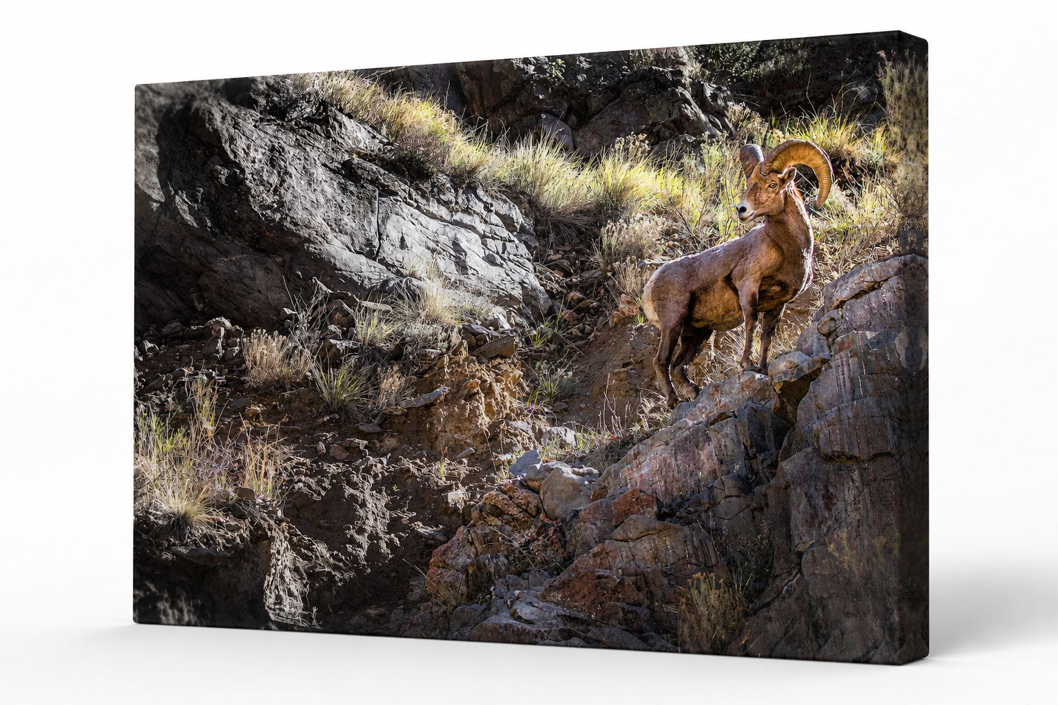 A rectangular wall art print or canvas showing a brown ram standing on rocky terrain with dry grass, photographed at an angle against a light gray studio background.