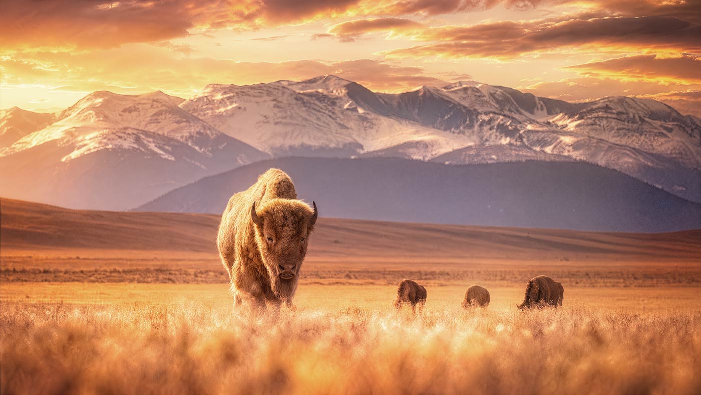 A golden-brown bison stands in a sunlit grassy plain with three more bison in the background, set against snow-capped mountains under a dramatic orange sunset sky.