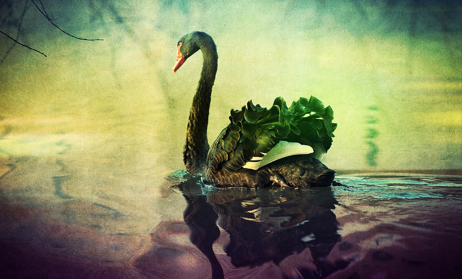 Black Swan Canvas Print - Vintage Bird Wall Art