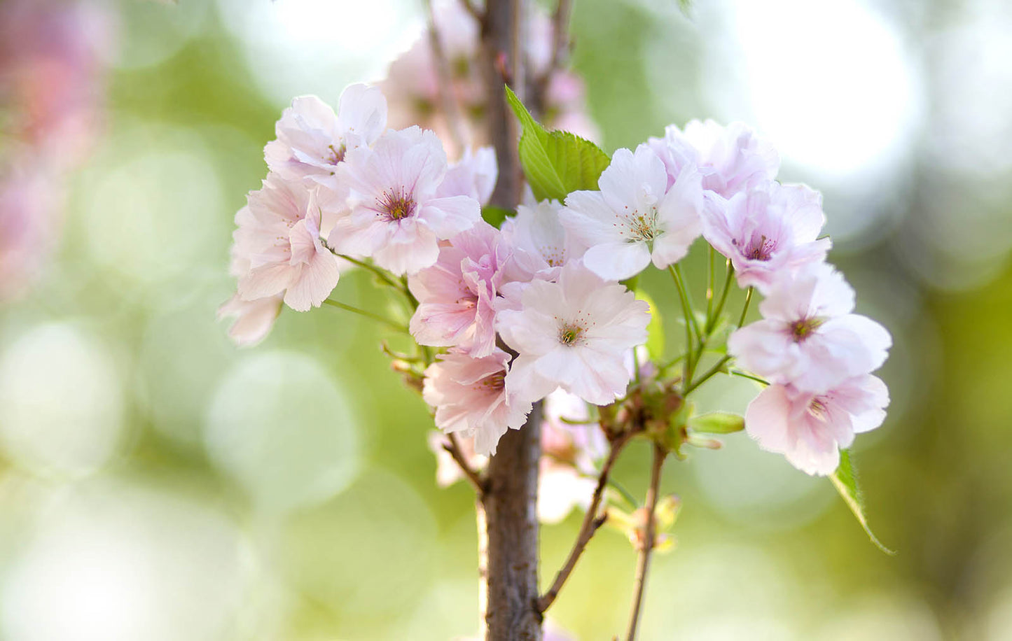 Soft Pink Cherry Blossoms – Spring Floral Wall Art Print