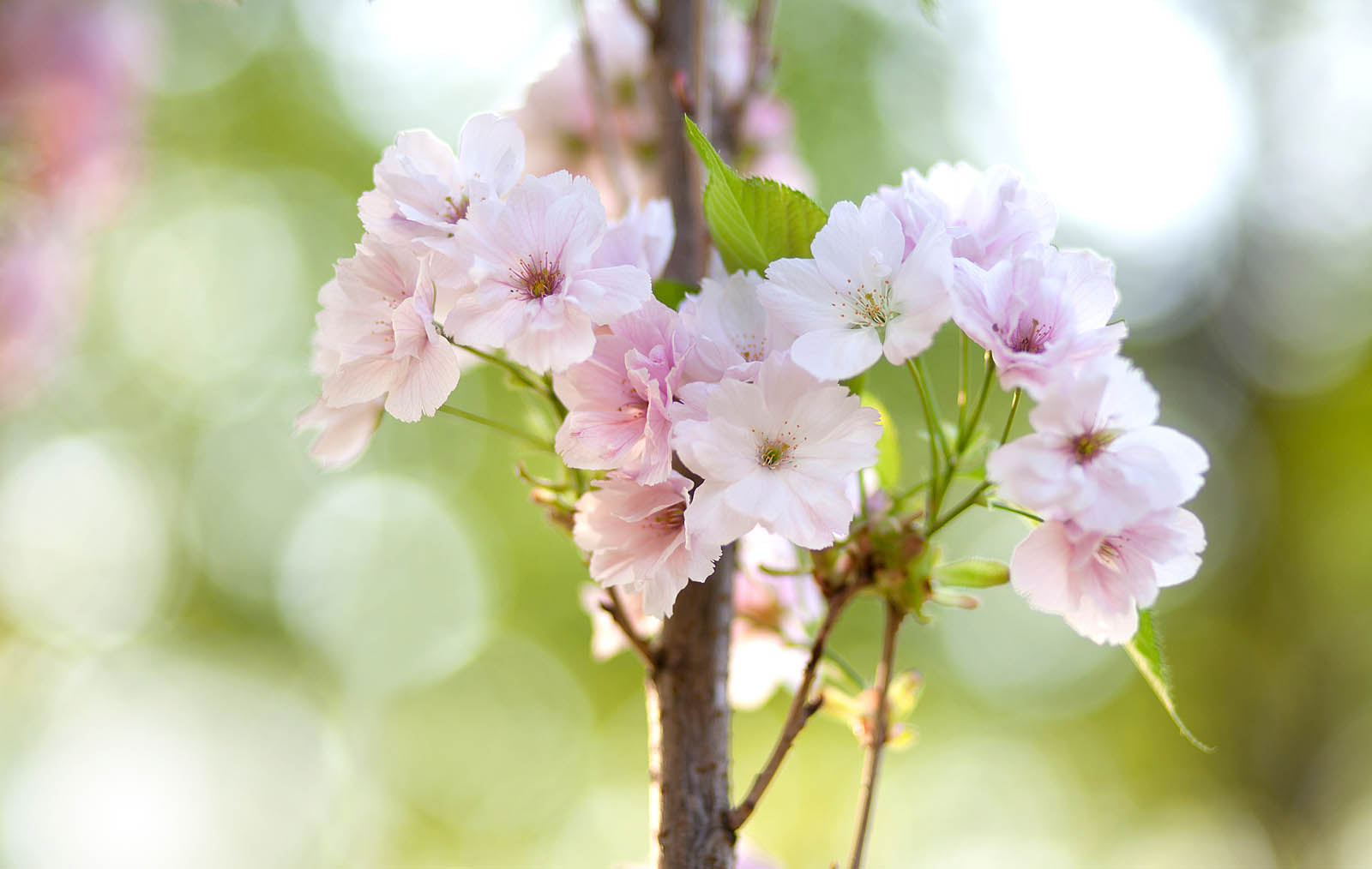 Soft Pink Cherry Blossoms – Spring Floral Wall Art Print
