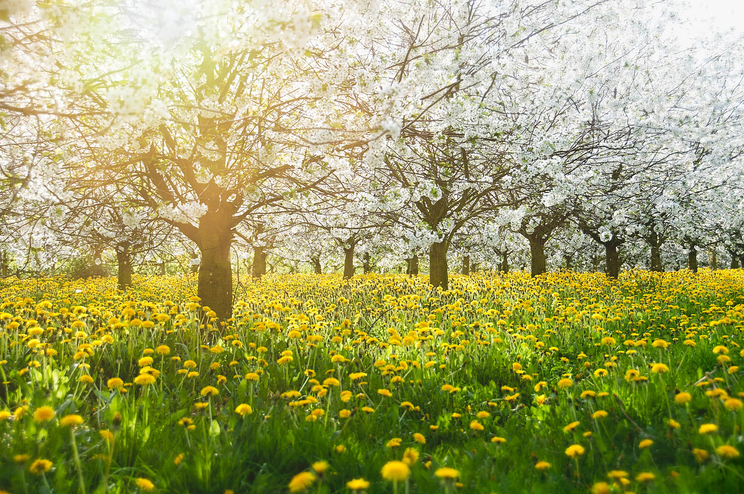 Spring Blossom Orchard Wall Art – White Blooms and Golden Wildflowers